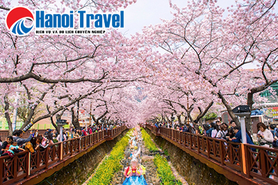 Du lịch Hàn Quốc 5N: Seoul - Nami - Everland Mùa Hoa Anh Đào Bay Bamboo