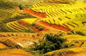 mua cang chai