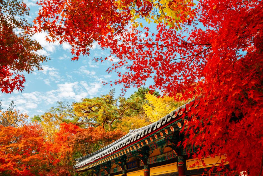Du Lịch Hàn Quốc:  Busan - Seoul - Nami - Incheon 6 Ngày Bay VJ