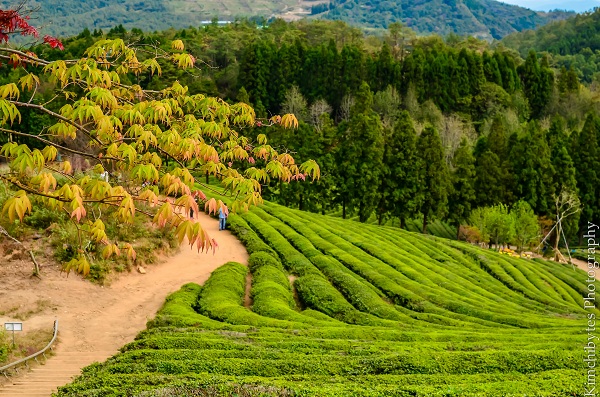 Đồng trà Boseong