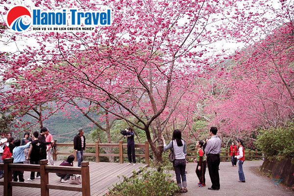 Du lịch Đài Loan 5 Ngày: Khám Phá Mùa Hoa Đào 2020