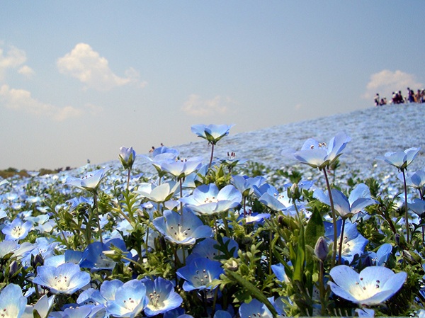 hoa thuy tien xanh
