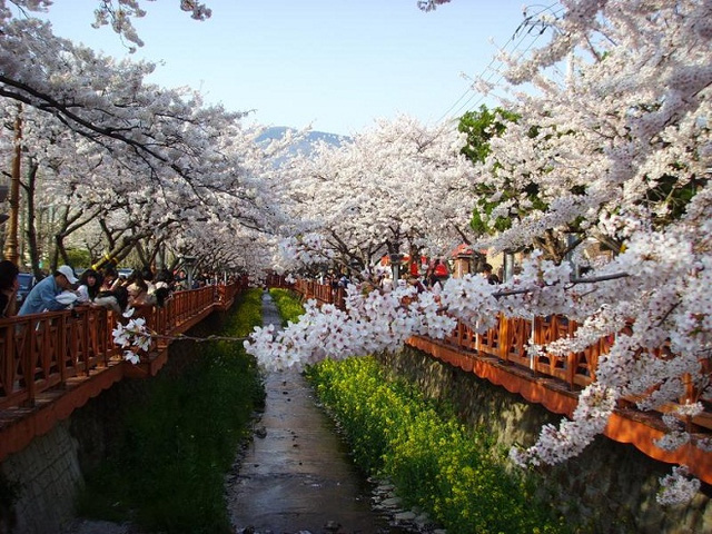 Thời điểm lý tưởng để ngắm hoa anh đào tại Hàn Quốc