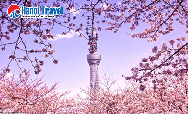 Du lịch Nhật Bản 5N: Tokyo - Hakone - Odaiba Mùa Hoa ANh Đào Bay VN