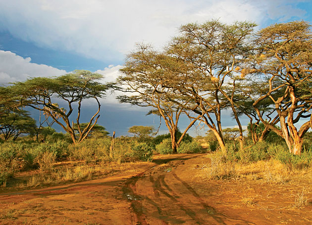 Du lịch Nam Phi 8 Ngày: Kenya thiên đường hoang dã