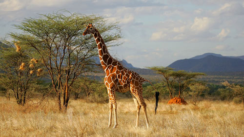 Khu Bảo Tồn Maasai Mara